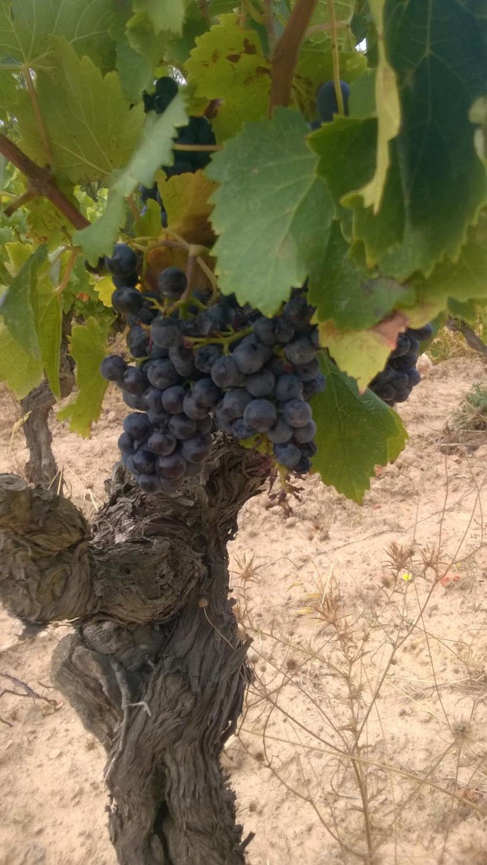 Penzion Domaine D'Azeou Laure-Minervois Exteriér fotografie