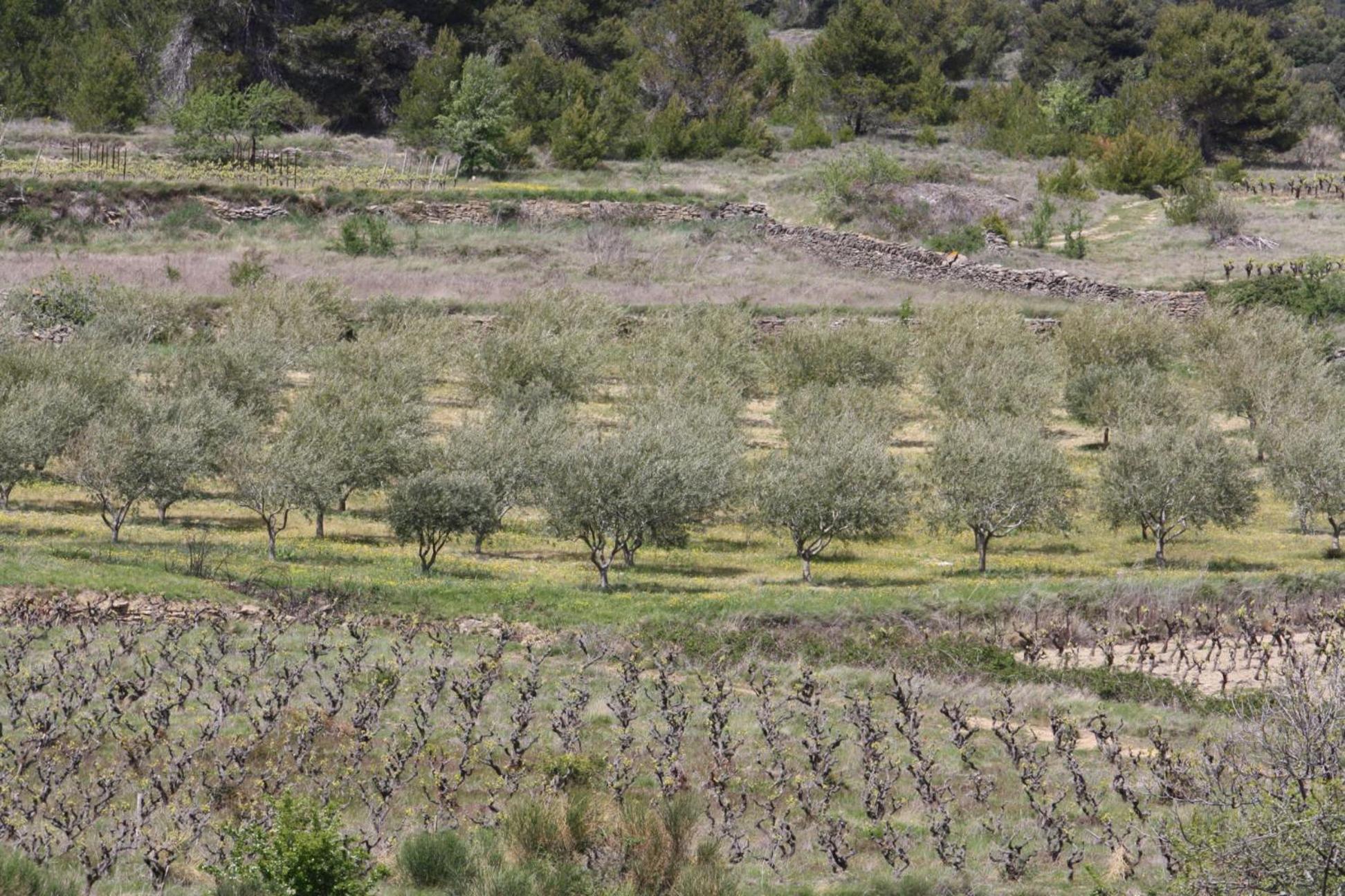 Penzion Domaine D'Azeou Laure-Minervois Exteriér fotografie